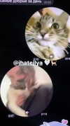 ptpchik Altpins Profile Picture