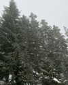 rouxroux.tv Altpins Profile Picture