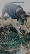 lilih Altpins Profile Picture