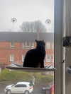 jahia_brown Altpins Profile Picture