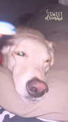 galibilaus Altpins Profile Picture