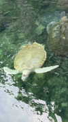 itsilanosh Altpins Profile Picture
