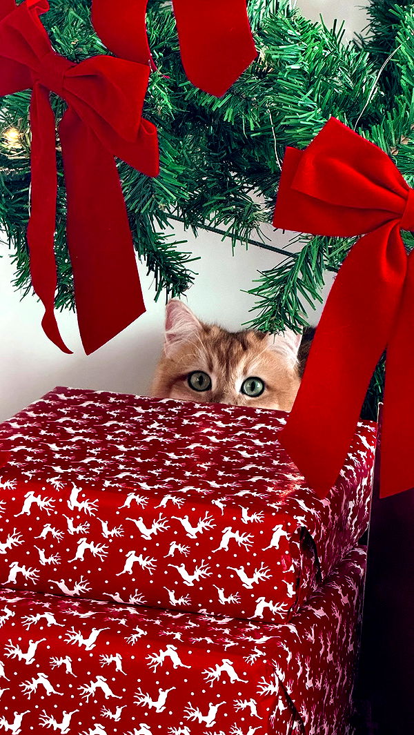 itsilanosh archive video preview