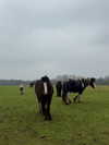 mollieruck Altpins Profile Picture