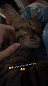 ronyida_ Altpins Profile Picture