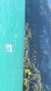 by.diwwa Altpins Profile Picture