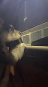 miisu000 Altpins Profile Picture