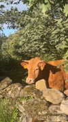 _broock_ Altpins Profile Picture