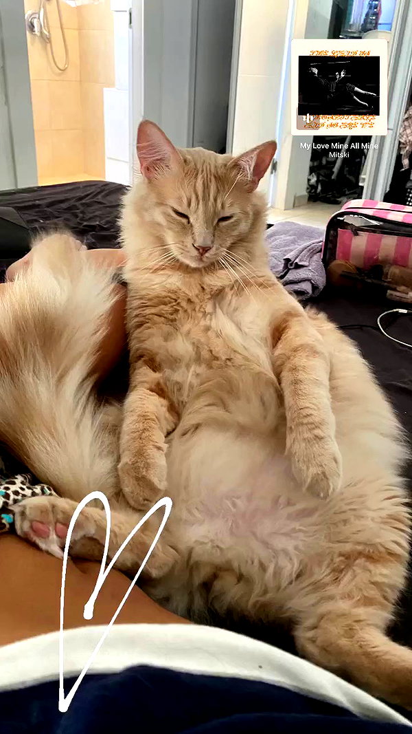 simp_for_cats_ archive video preview