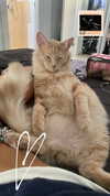 simp_for_cats_ Altpins Profile Picture