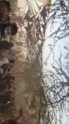 _lironatias Altpins Profile Picture