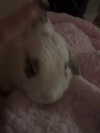 danielle.mercedie Altpins Profile Picture