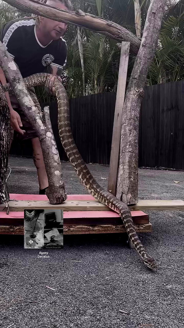 livindeadyaz archive video preview