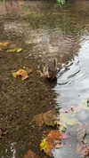 karin_orhov Altpins Profile Picture