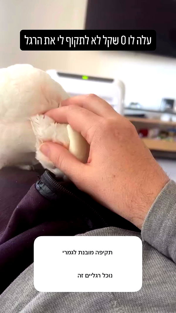 sapir_shemer archive video preview