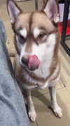 mamyouu_star Altpins Profile Picture