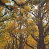 zuhazana Altpins Profile Picture