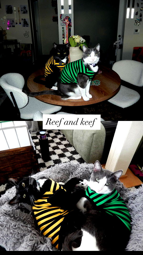 tatum.ricee archive video preview