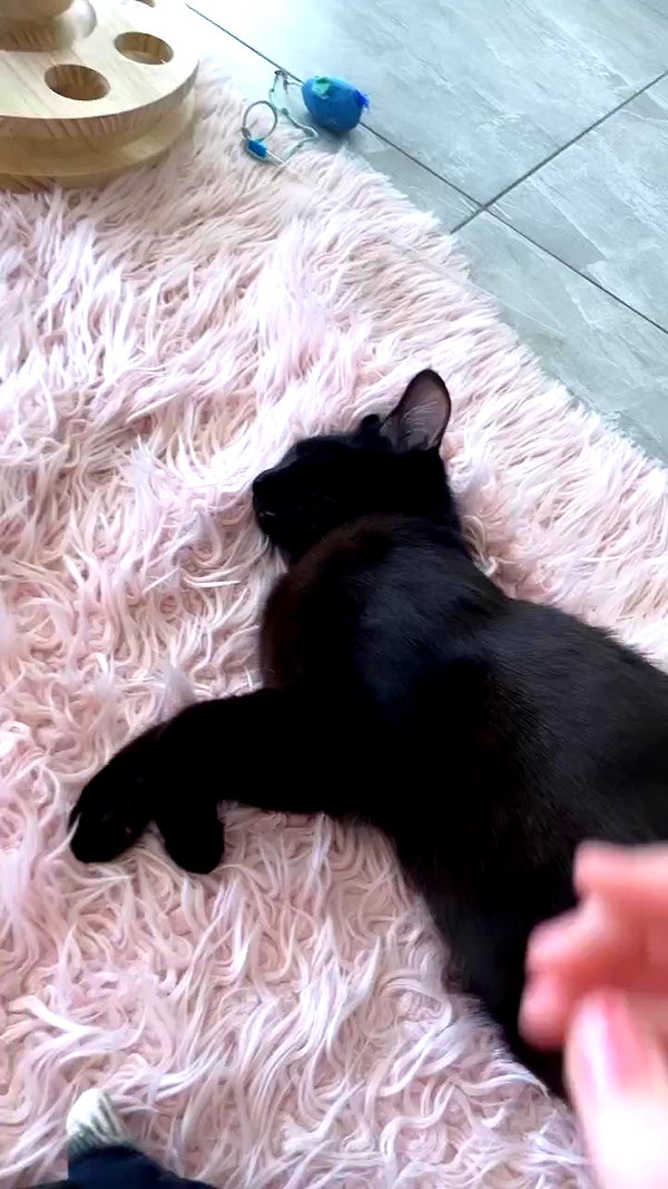 iluvmeww archive video preview