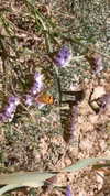 efrat_elmalich Altpins Profile Picture