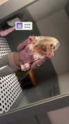 ange1icuh Altpins Profile Picture