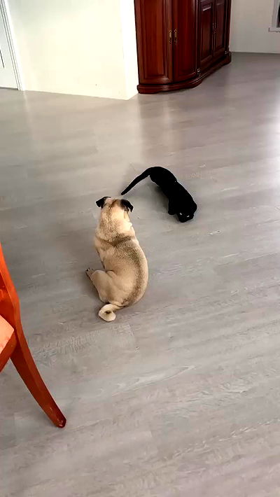 nyityam nyityam archive video