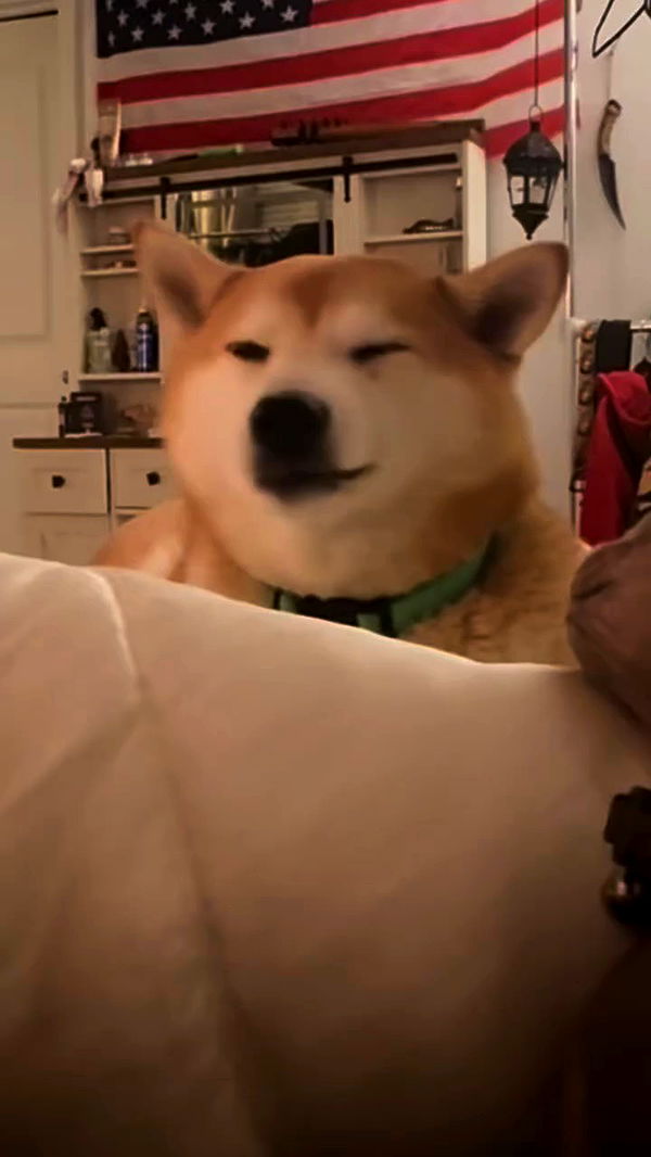 zommmbri archive video preview