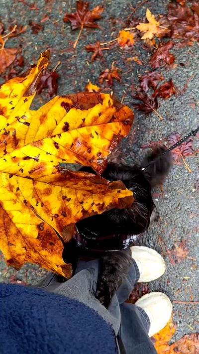 taylor.creeden taylor.creeden archive video