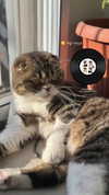 sonia_litvanchuk Altpins Profile Picture