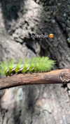 shunli__mei Altpins Profile Picture