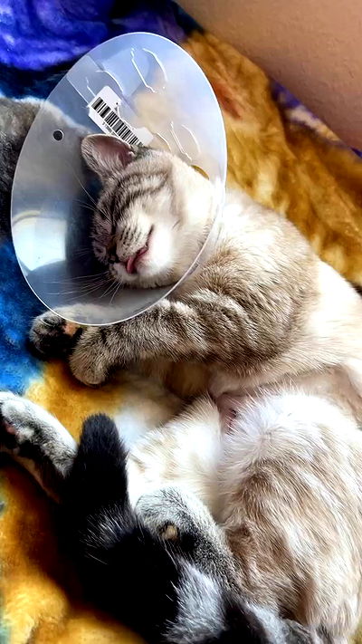 suikomuu suikomuu archive video