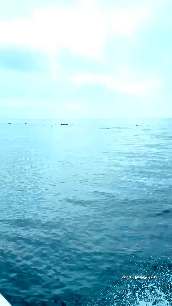 allie_dunn archive video preview