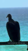 itsilanosh Altpins Profile Picture