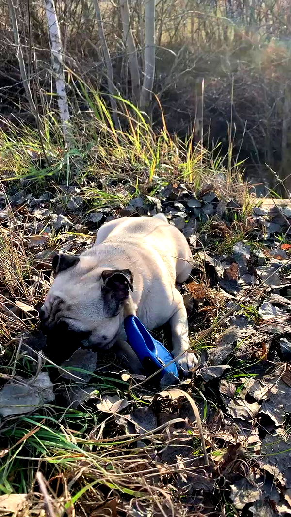 nyityam archive video preview