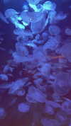jade699x3 Altpins Profile Picture