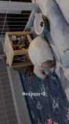 svgarbvnnies Altpins Profile Picture