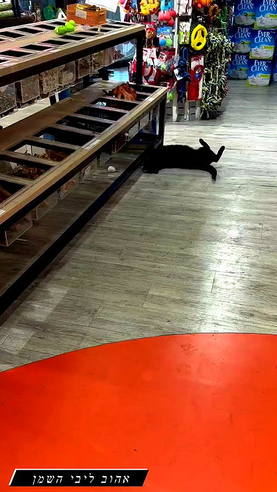 mishel116 mishel116 archive video