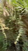 mishel_d_ Altpins Profile Picture