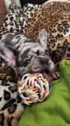 rott3nbambi Altpins Profile Picture