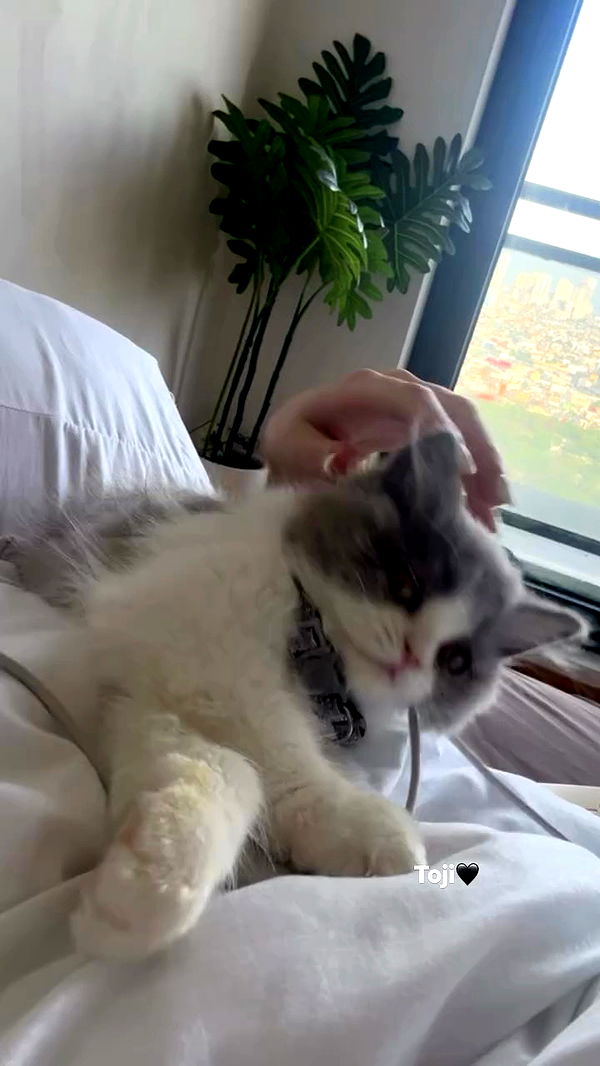 eliya.ho archive video preview