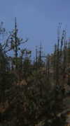 _broock_ Altpins Profile Picture