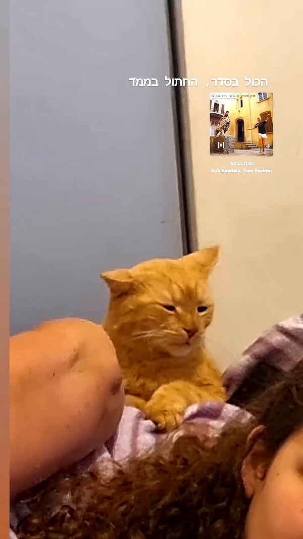 tamarli._ archive video preview