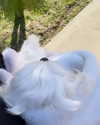 allissashin Altpins Profile Picture