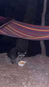 caandyfliip Altpins Profile Picture