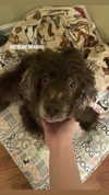 dollparts444 Altpins Profile Picture