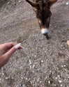 rouxroux.tv Altpins Profile Picture