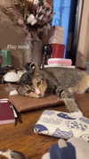 darkstar_mia Altpins Profile Picture