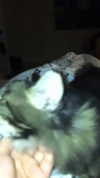 evasela__ Altpins Profile Picture