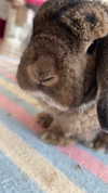 danielle.mercedie Altpins Profile Picture