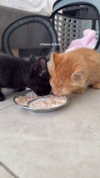 mishel_d_ Altpins Profile Picture